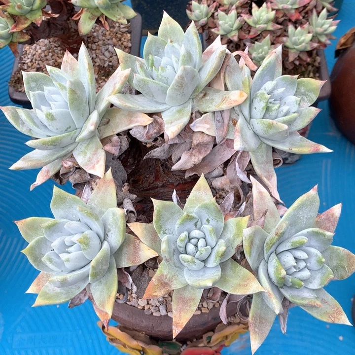 塞丽娜，多肉啦啦啦啦啦