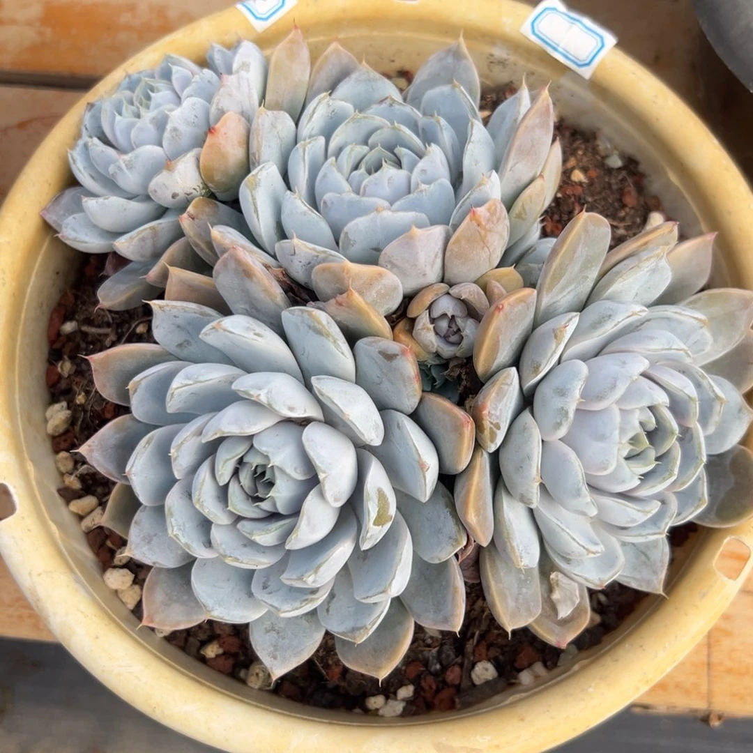 多肉植物多头雪兔