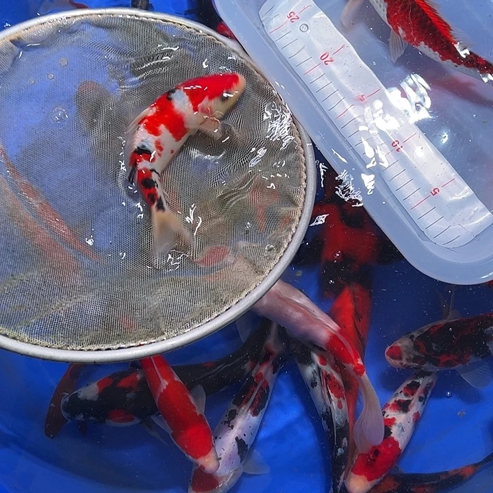 海水鱼锦鲤的繁殖培育