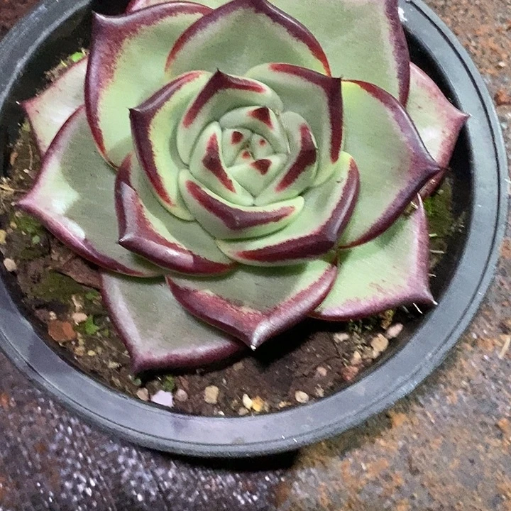 大***亮福利美乌宽叶8