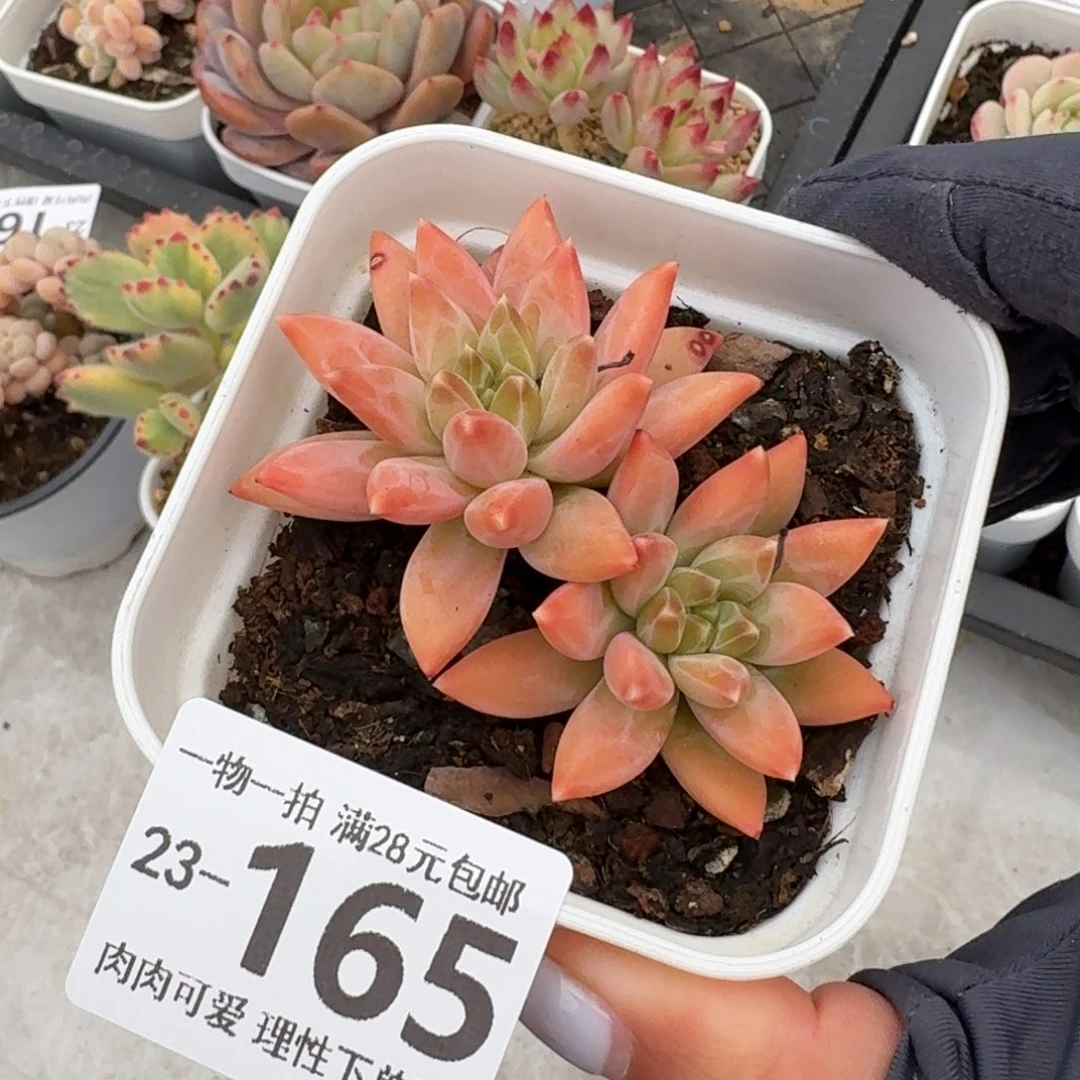 陨石无盆土发货无