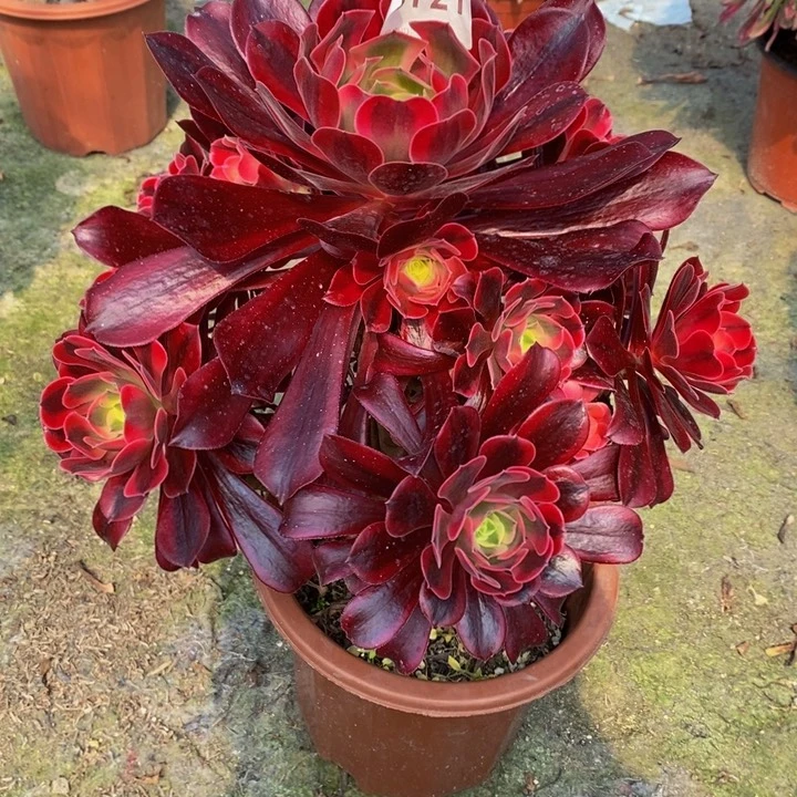美杜莎多肉植物721