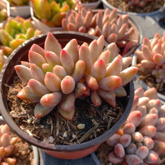 红蜻蜓。
