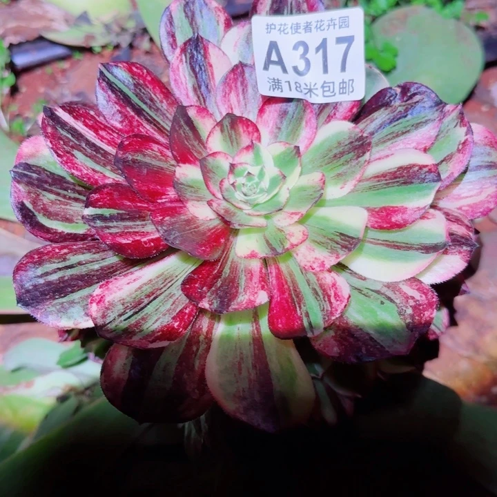 多肉法师伯爵朵朵