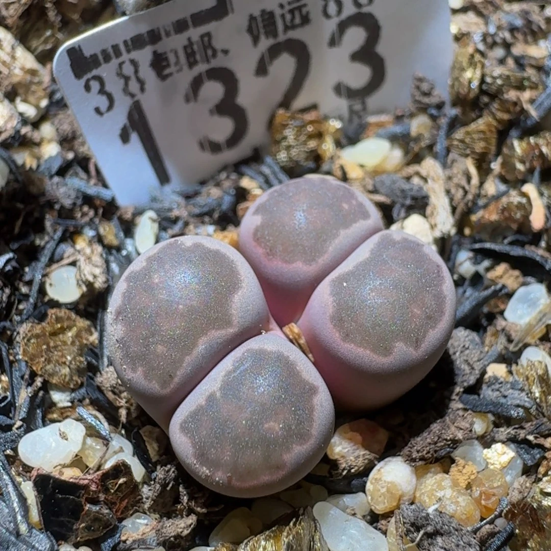 Sssss精品生石花1323