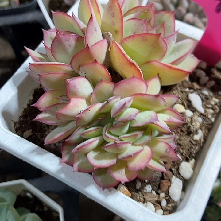 多肉植物牡丹亭缀41