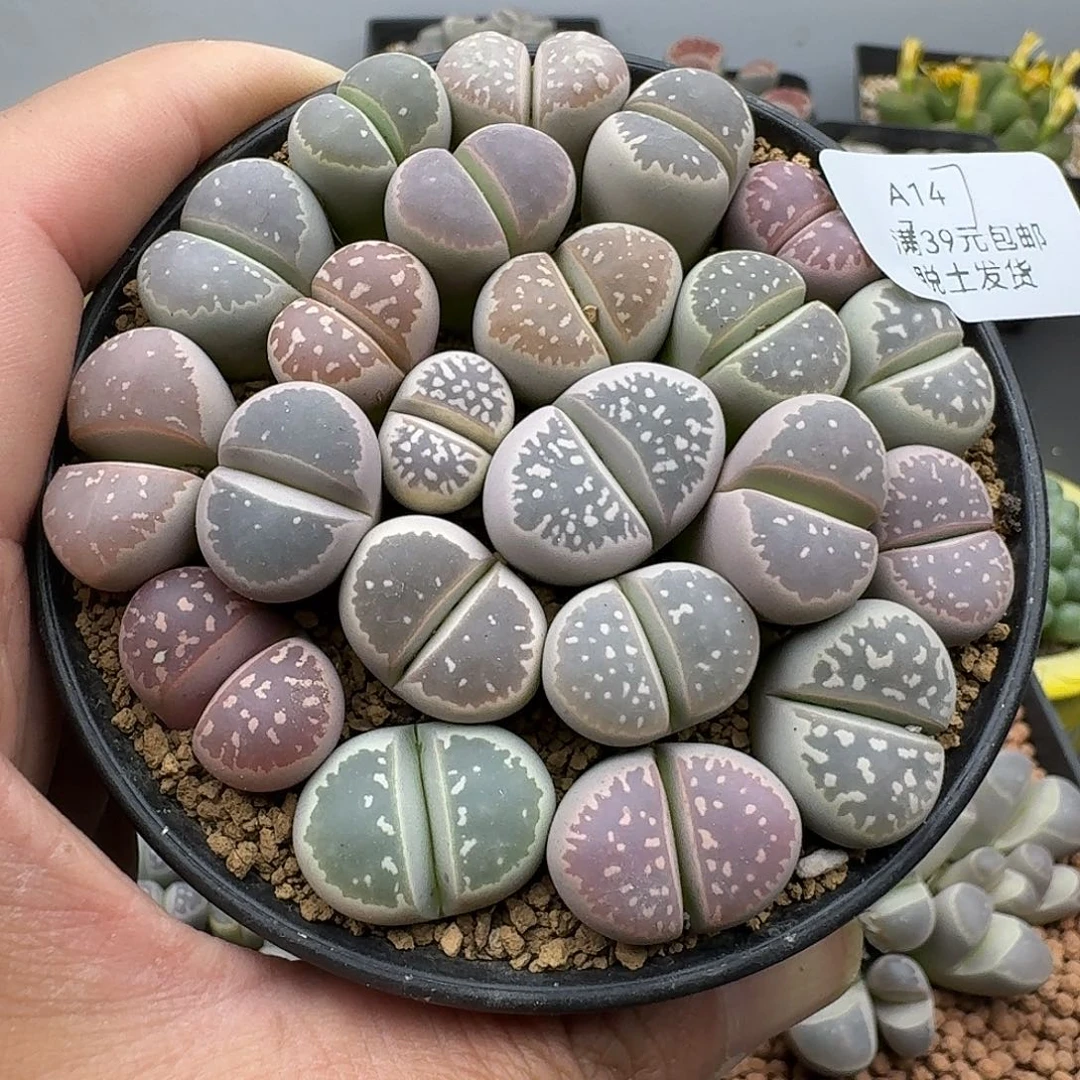 147个别腿长介意勿拍