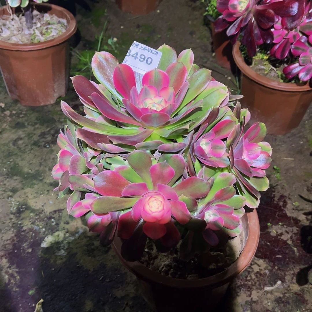 快**天多肉490香妃法师