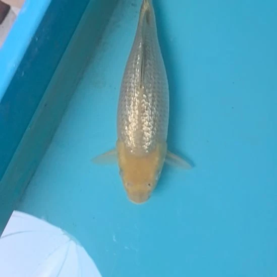 锦鲤锦鲤顺丰到付不包邮