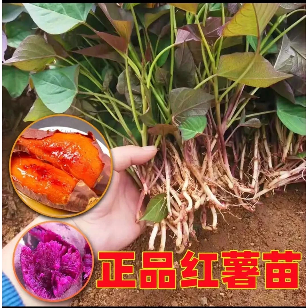 正宗脱毒红薯秧苗红薯苗西瓜红地瓜苗蜜薯苗红心红薯苗地瓜秧苗