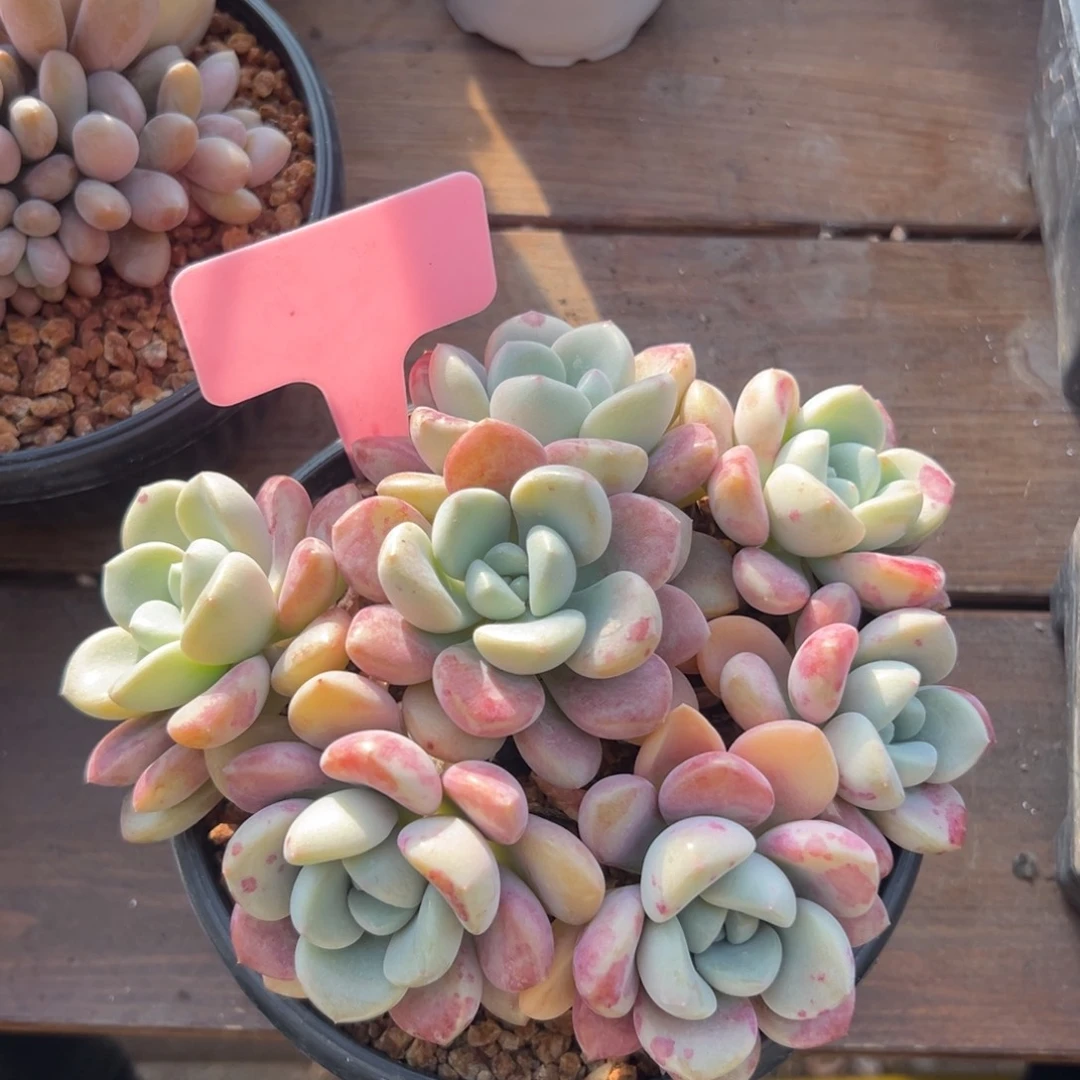 花斑鹿111111111111111