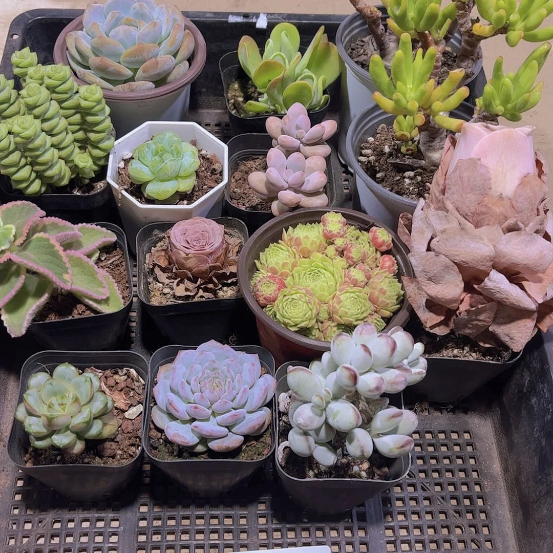 多肉262多肉植物1