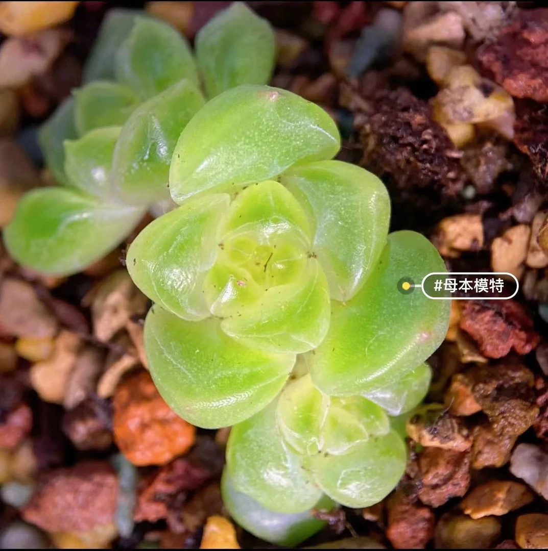 甜心T4 量拍随机发 多肉植物