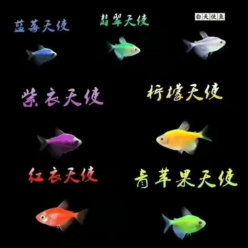 七彩天使鱼淡水鱼小鱼五颜六色色彩斑斓永不褪色鱼观赏鱼