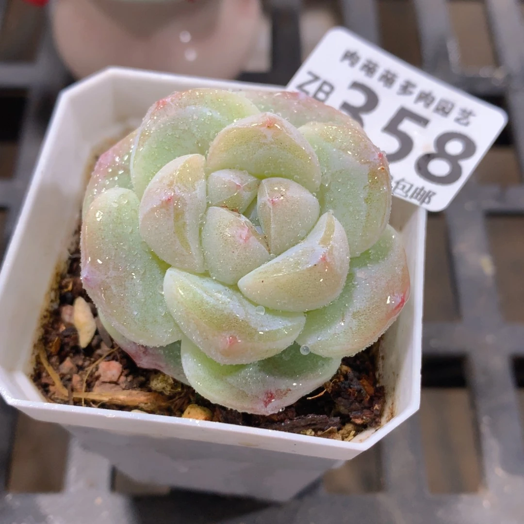 肉萌萌拇指盆精控多肉ZB358