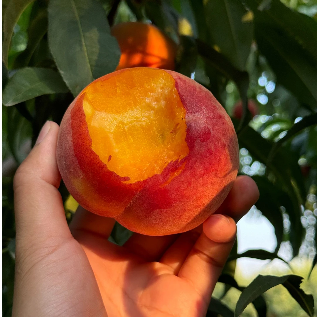 【顺丰包邮】新鲜现摘 露天种植 彩虹黄桃 脆软两吃 果香浓郁 当季H