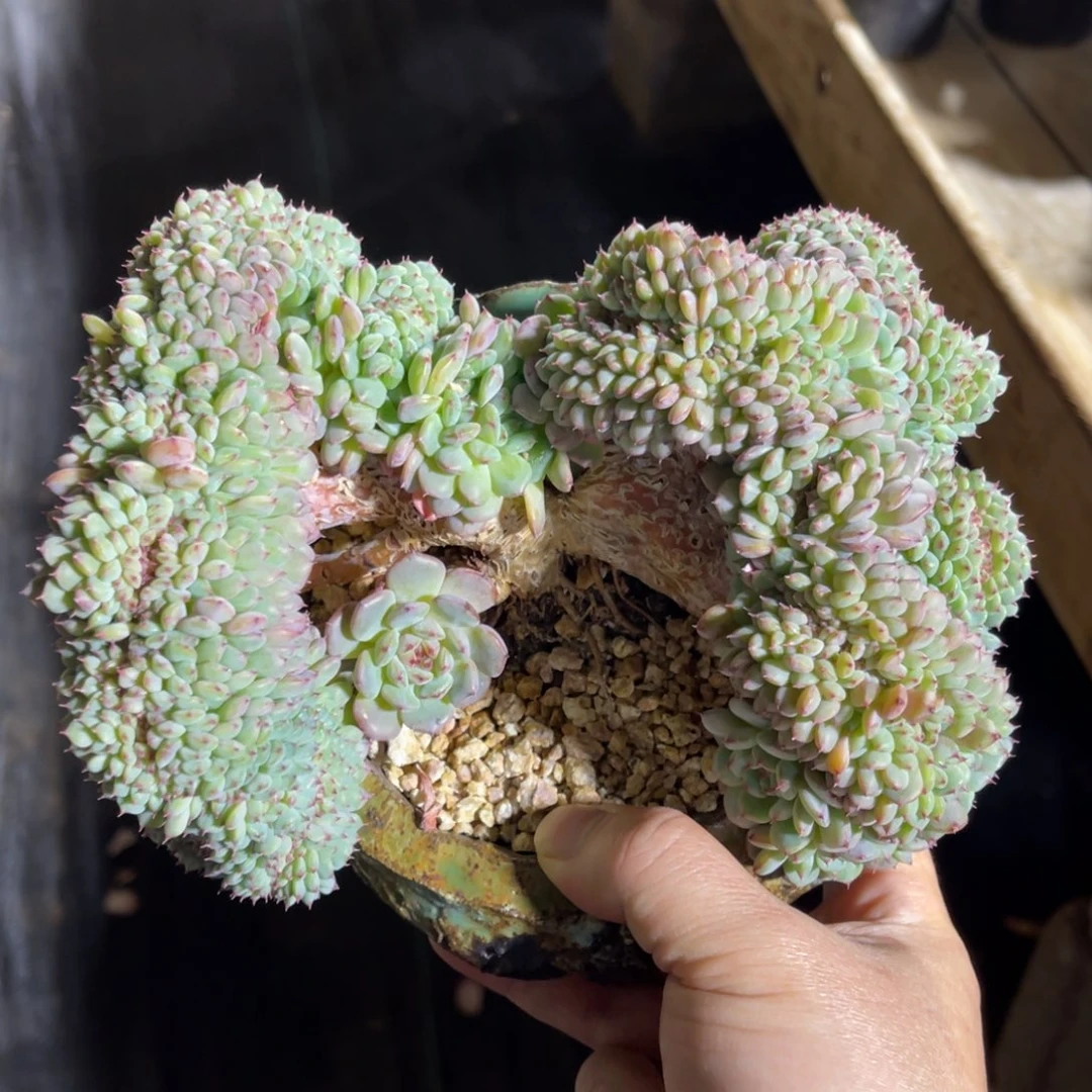 白胖子缀 一物一拍不支持退换