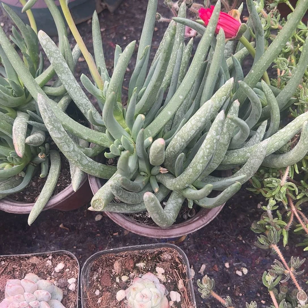 奔龙带花包的9厘米盆