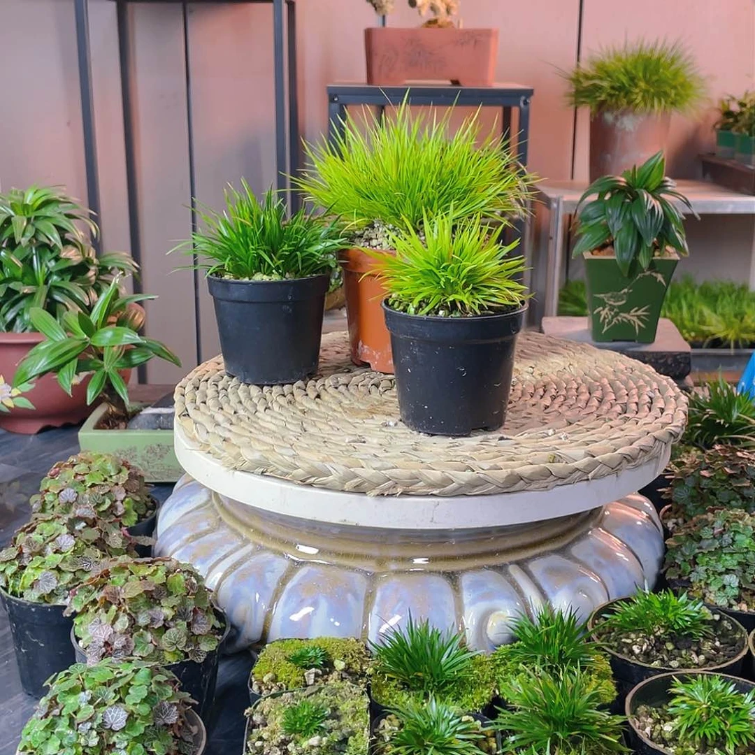 【闪购商品】完全开放