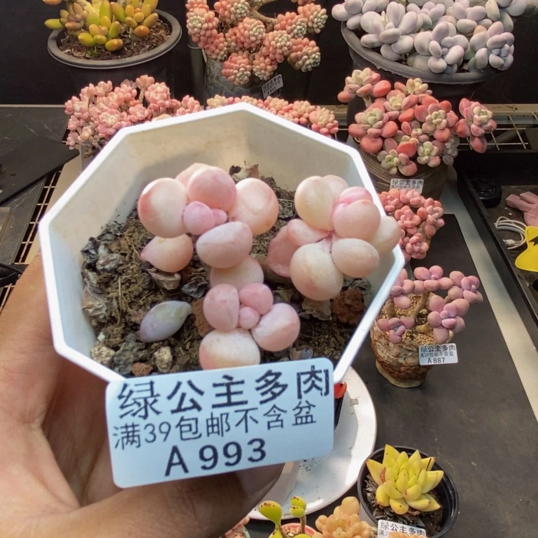 993萤火虫多肉4c m