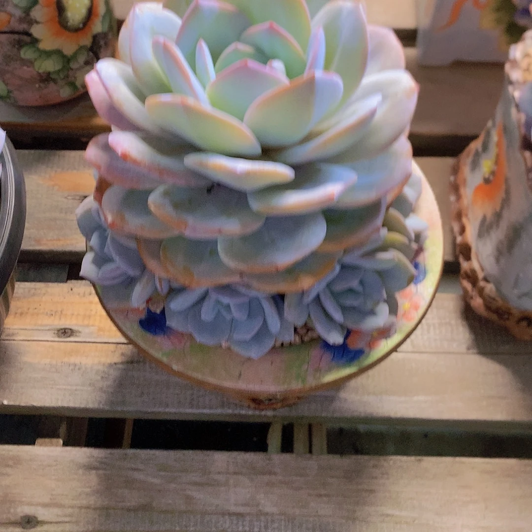 哎***呀哎呀专拍一物一拍