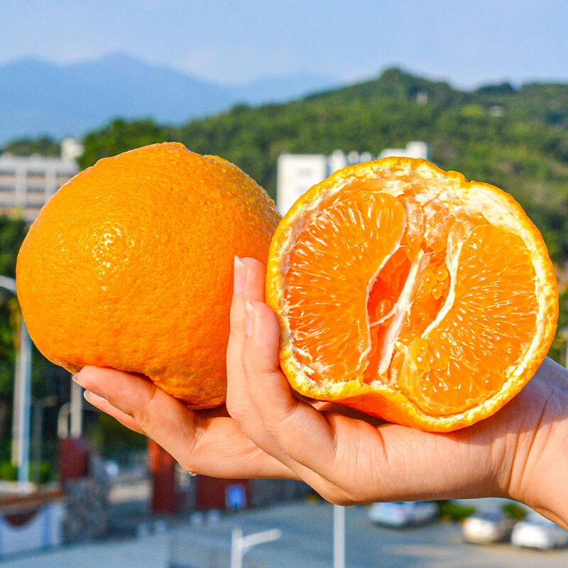 正宗四川春见耙耙柑高山耙耙柑当季新鲜水果现摘好吃