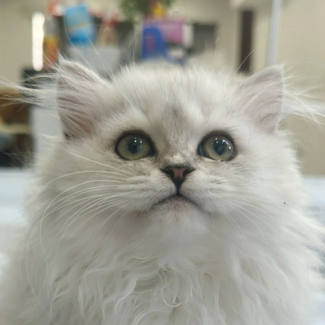 来了姊妹-银渐层矮脚猫-妹妹-K03