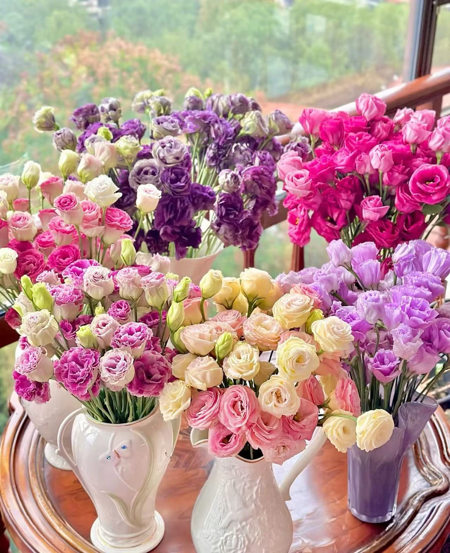 【洋桔梗】一单顺丰包邮