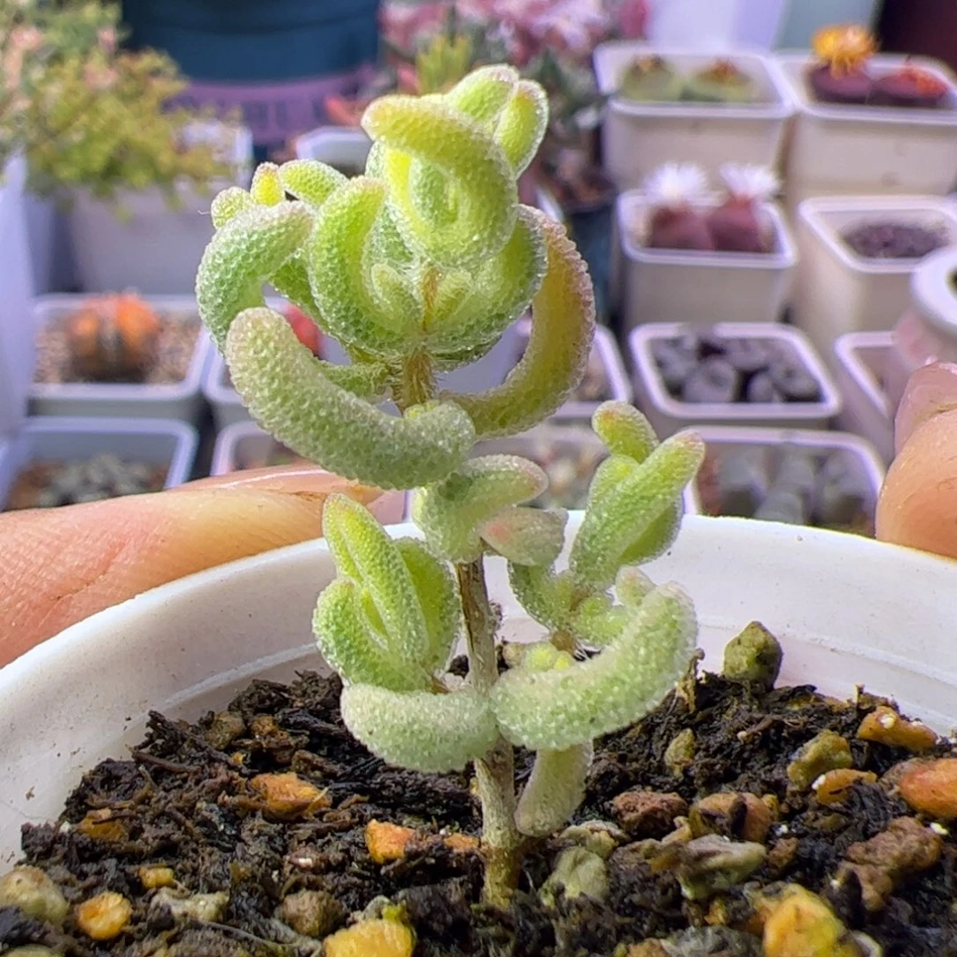 多肉植物枝干超白
