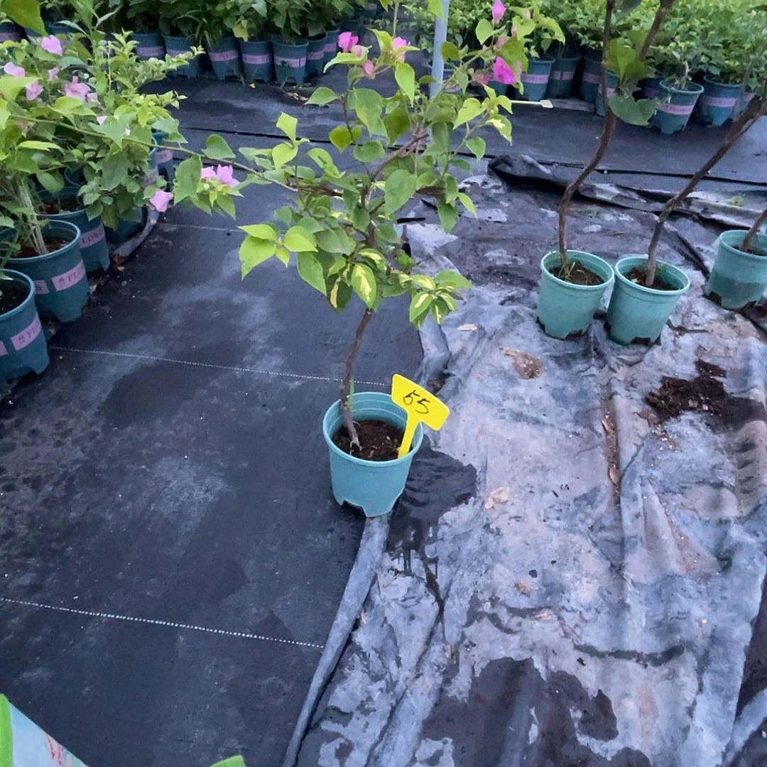 当前无花栽培后可以开花65金心双色原生扦插有枝条返祖