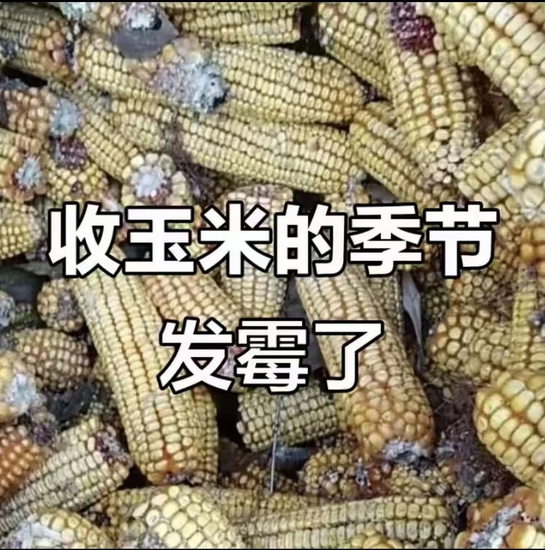 5玉米防霉变腐烂叶面肥有效解决方案