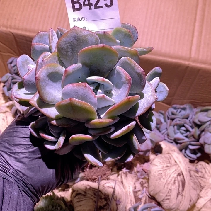 425香水手捧呀呀呀呀