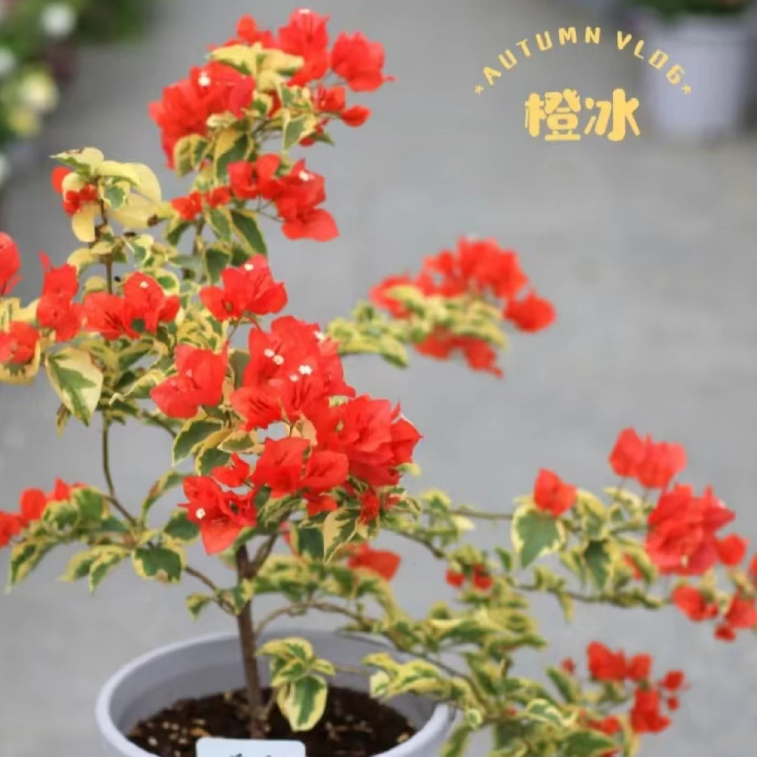 【橙冰三角梅】盆栽原盆原土好养活花卉植物