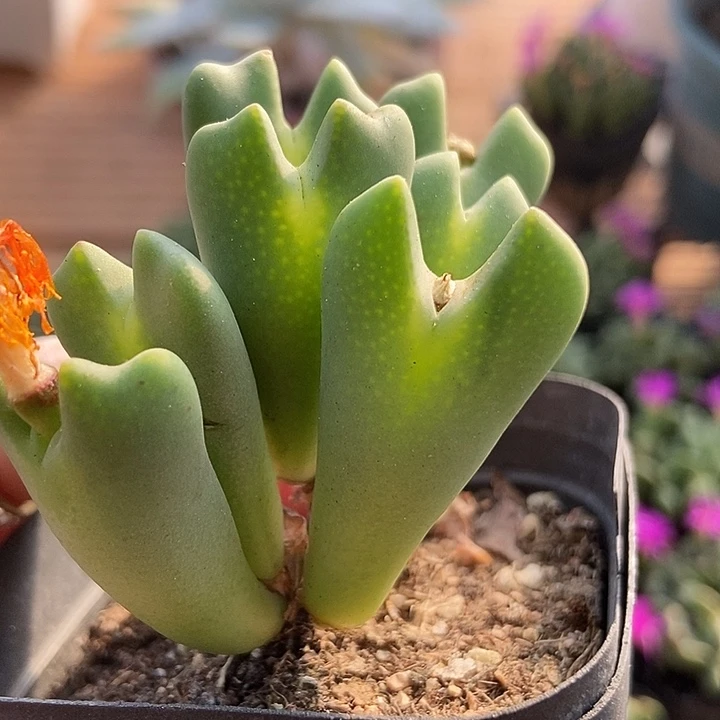 多肉植物一物一拍8