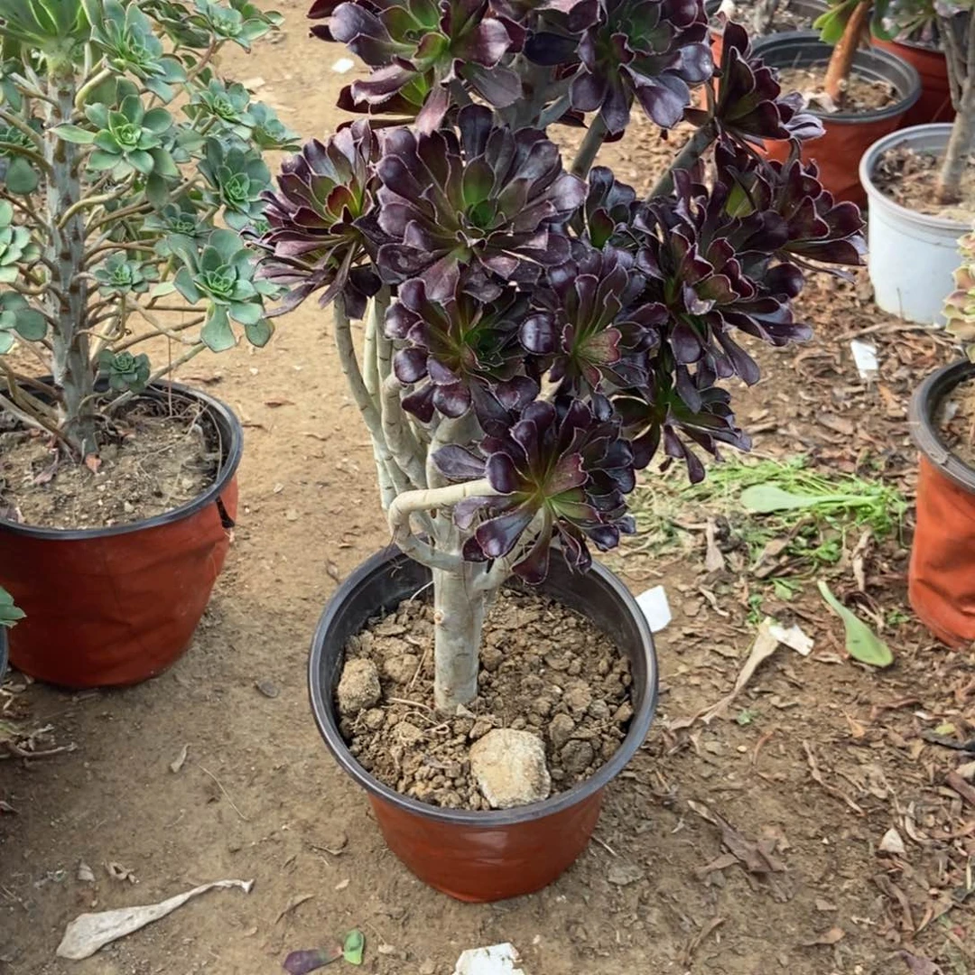 无花朵23号链接黑法师树桩行