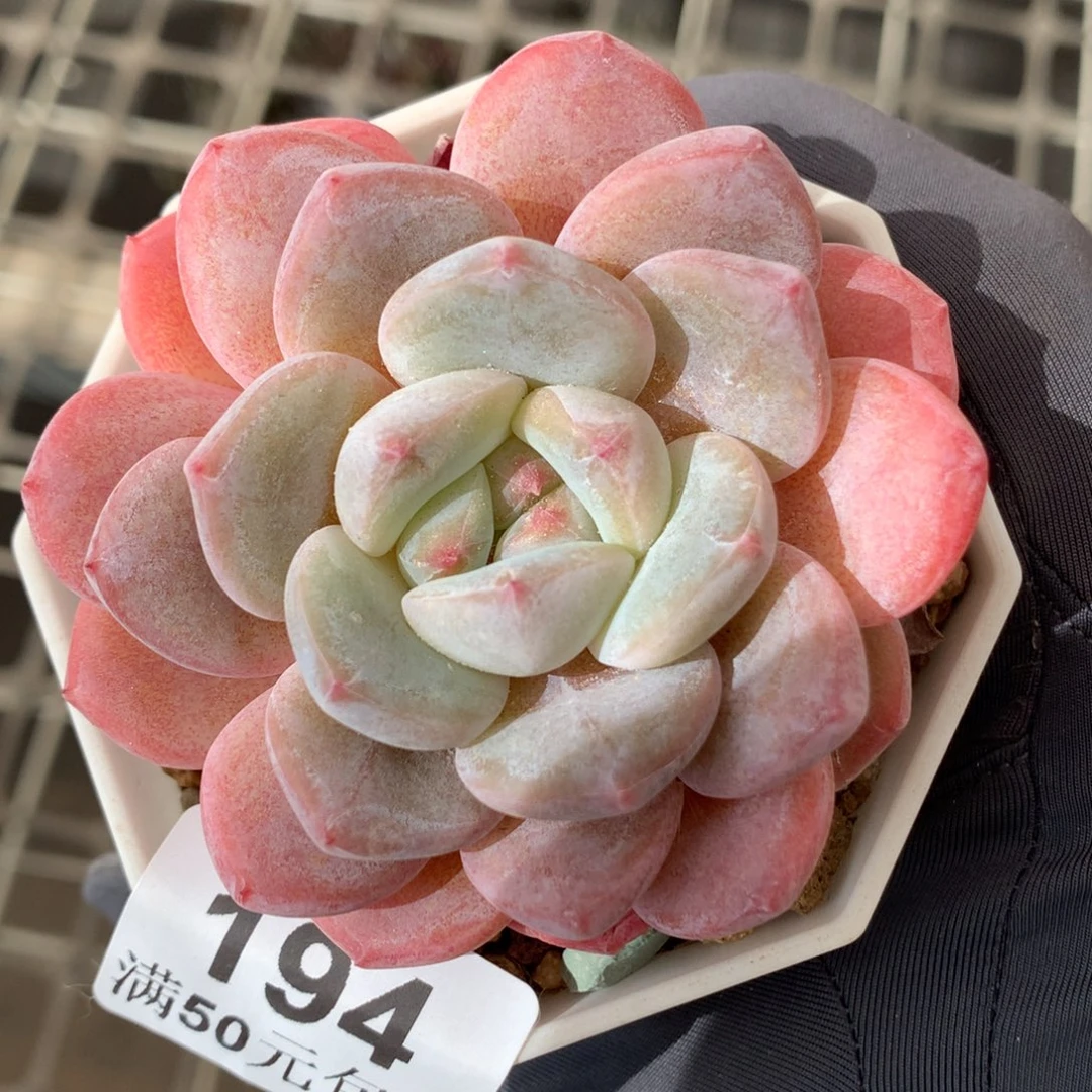 194。厚梦6cm多肉。