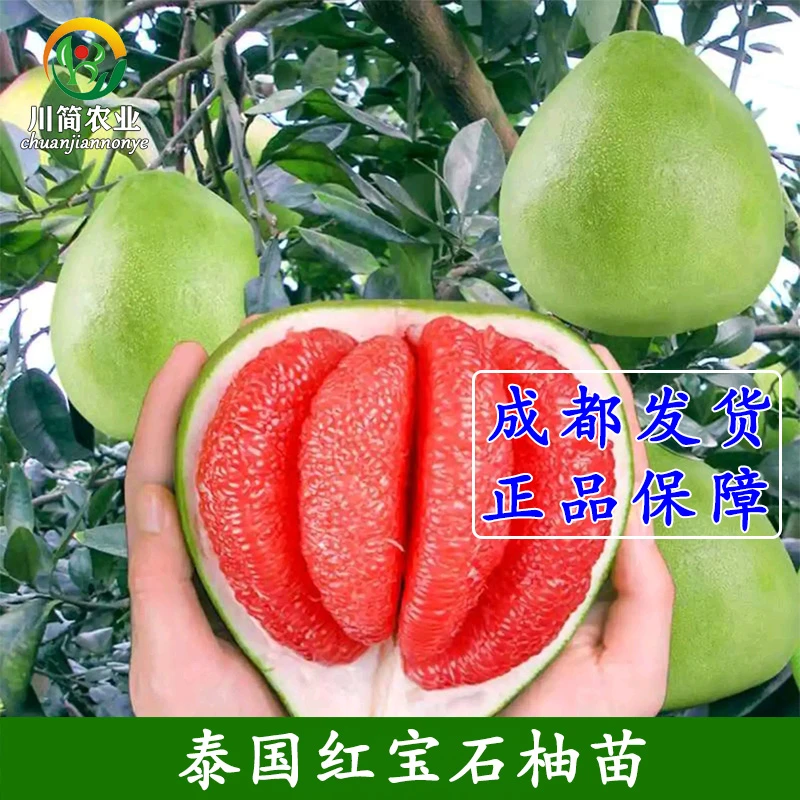 泰国红宝石青柚苗进口红宝石柚苗越南青柚苗红心柚苗嫁接果树苗