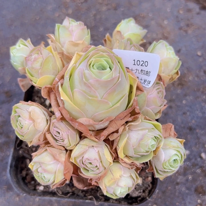 1020 裸根不带土发货不包损