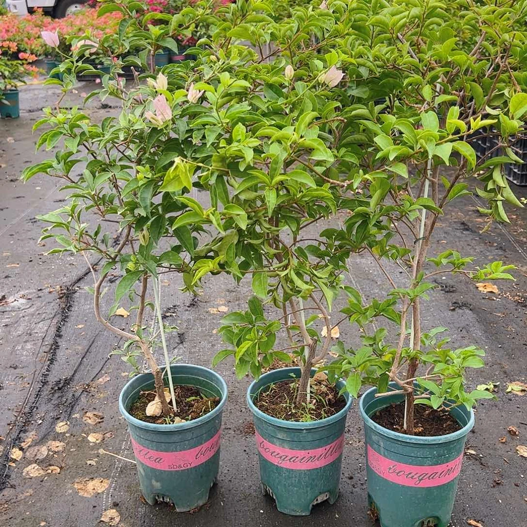 当前无花栽培后可以开花苹果花一颗