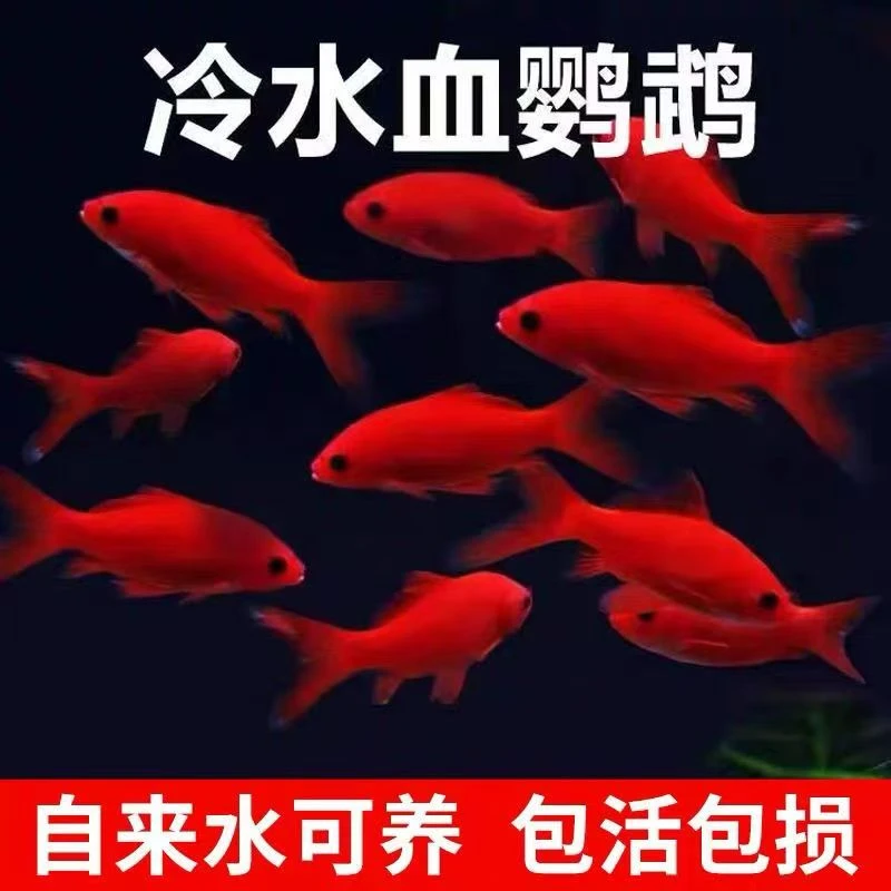 观赏鱼血红冷水鹦鹉好养耐活葡萄眼金鱼招财黑眼淡水鱼纯种小红鱼