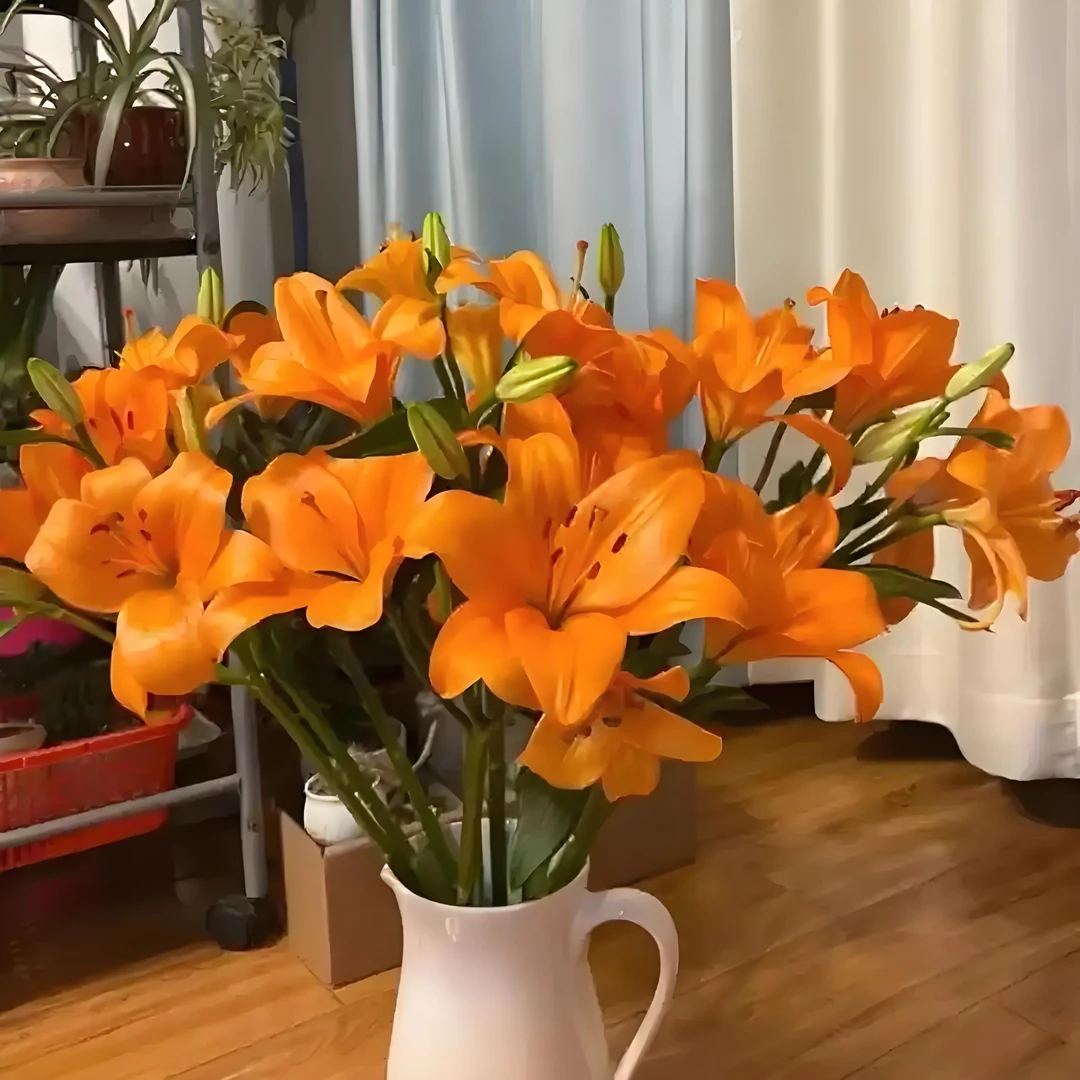 橙色梦想穿梭无香味亚洲百合香水百合