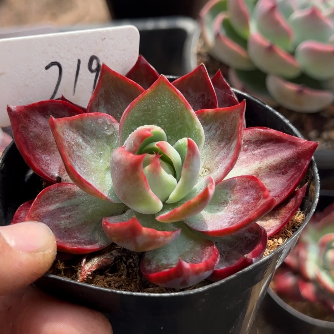 惊鸿一物一拍包装收缩花旱219