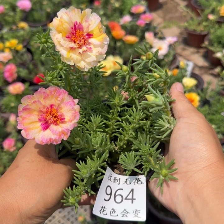 全部花朵964超小苗盆口10cm