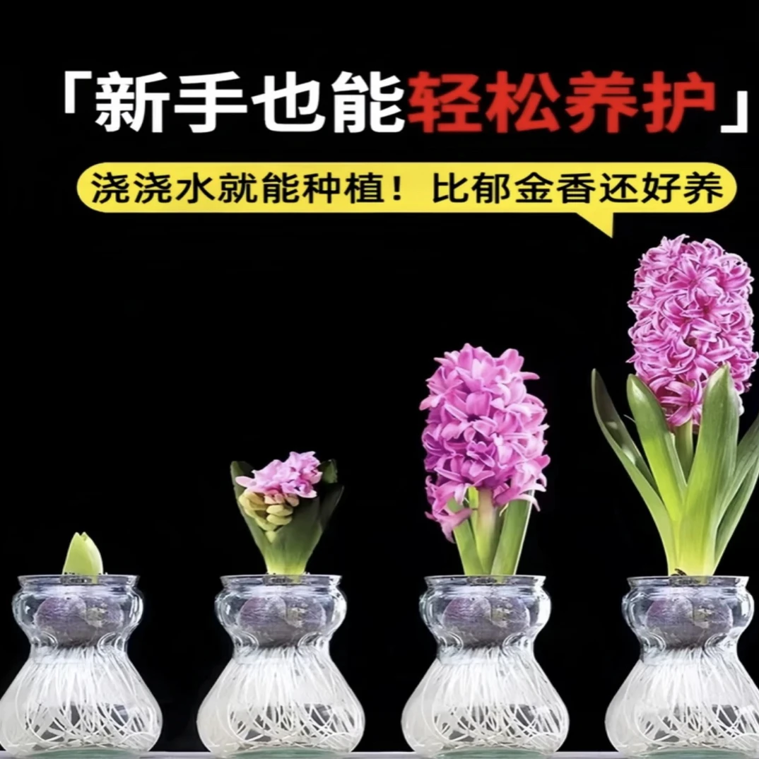 风信子种球水培土培好养易种多年生球根花卉适合阳台