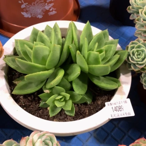 静*翠花14089多肉