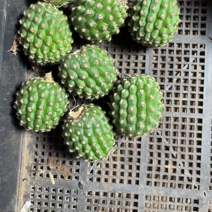 244毛佛拉门戈歪4公分左右无根侧牙，20包邮