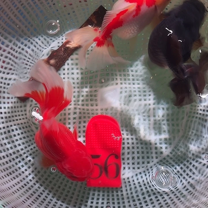 海水鱼56号尺寸9-12区间