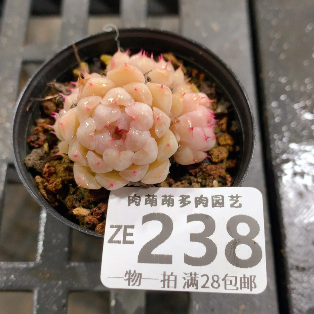 肉萌萌拇指盆精控多肉ZE238