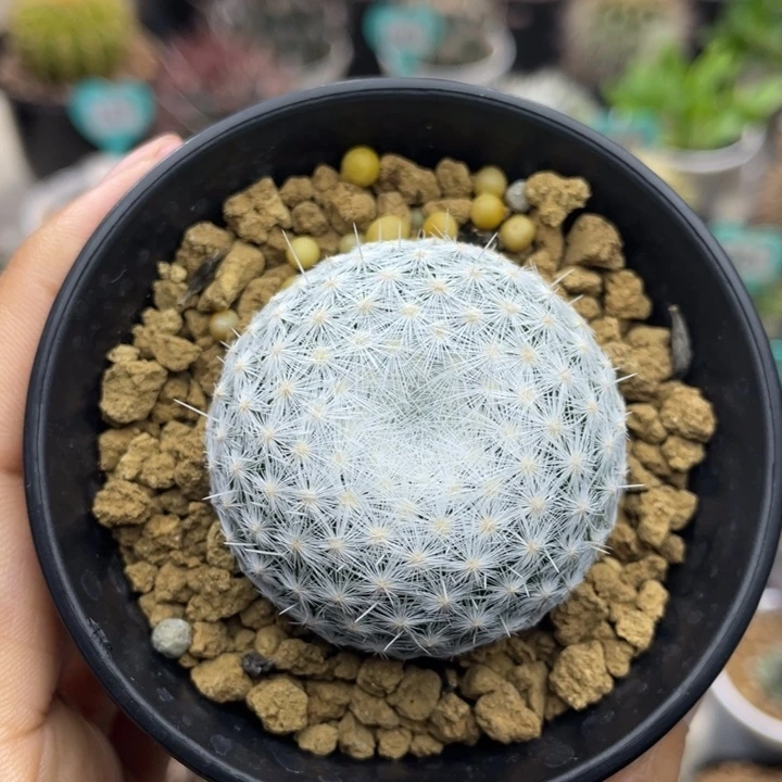 老*立刺春星    折后价