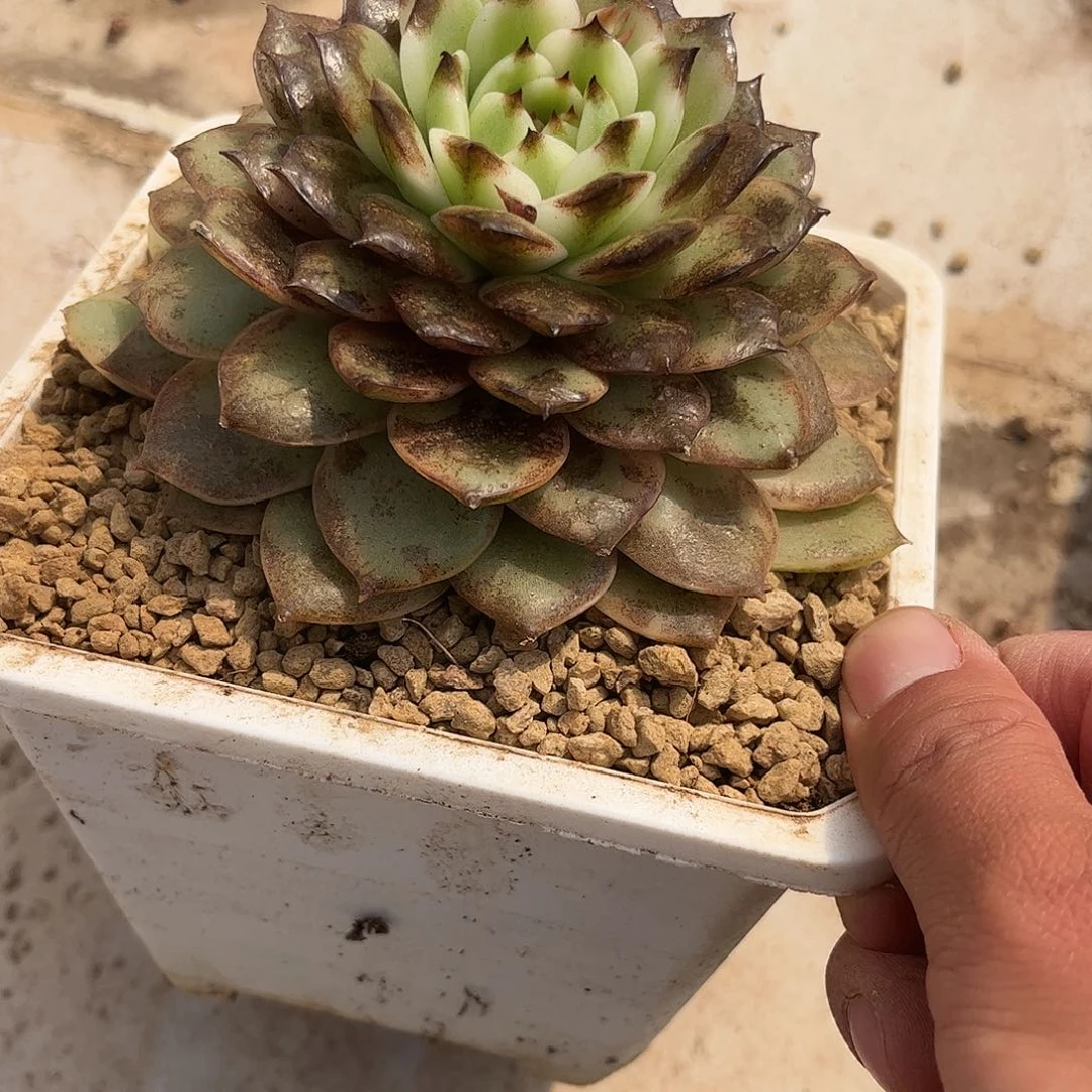 寄养链接的肉肉的